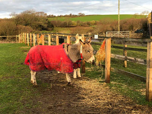 Isle of wight Donkey Sanctuary