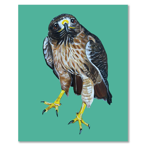 Red-Tailed Hawk Fine Art Print - Denali