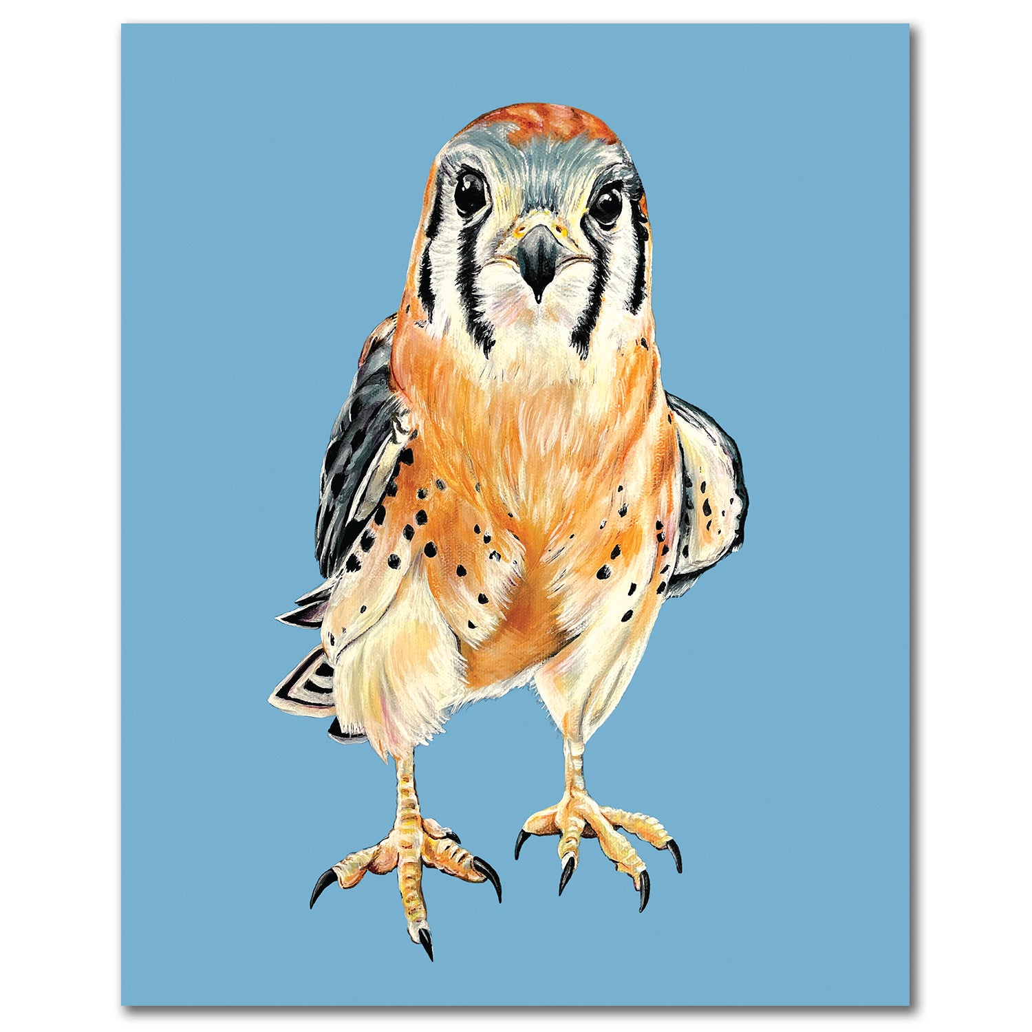 Kestrel Fine Art Print - Pip