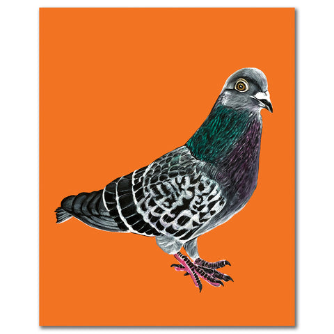 Pigeon Fine Art Print - Pidgy